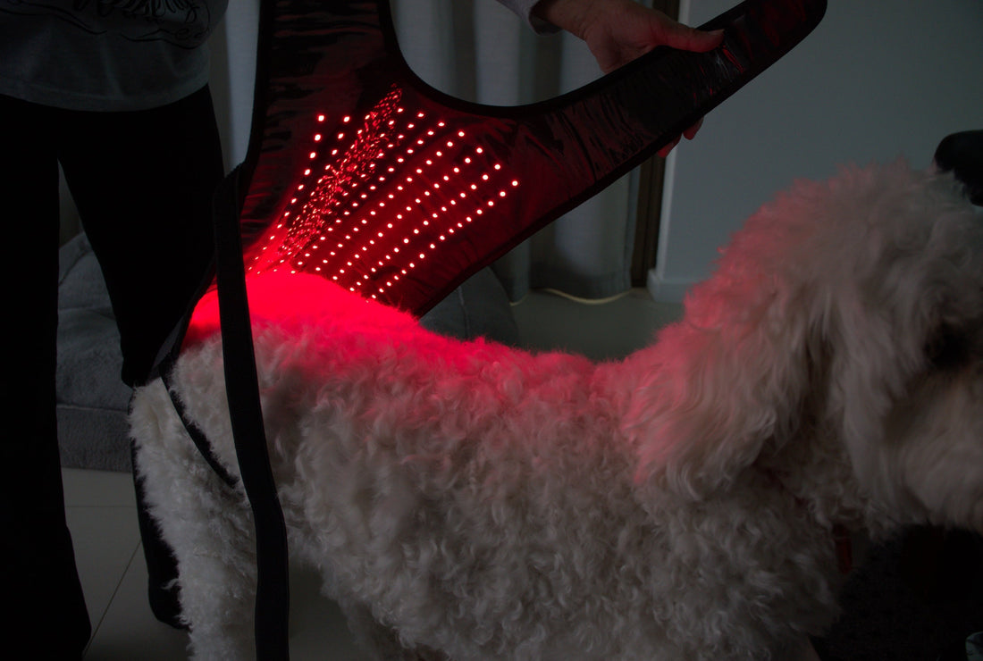 Red Light Therapy for Dogs