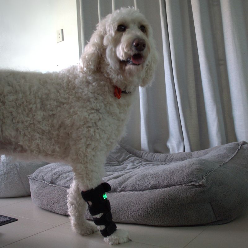 Dog_Wearing_Red_Light_Joint_Wrap_Dog_Smiling_3