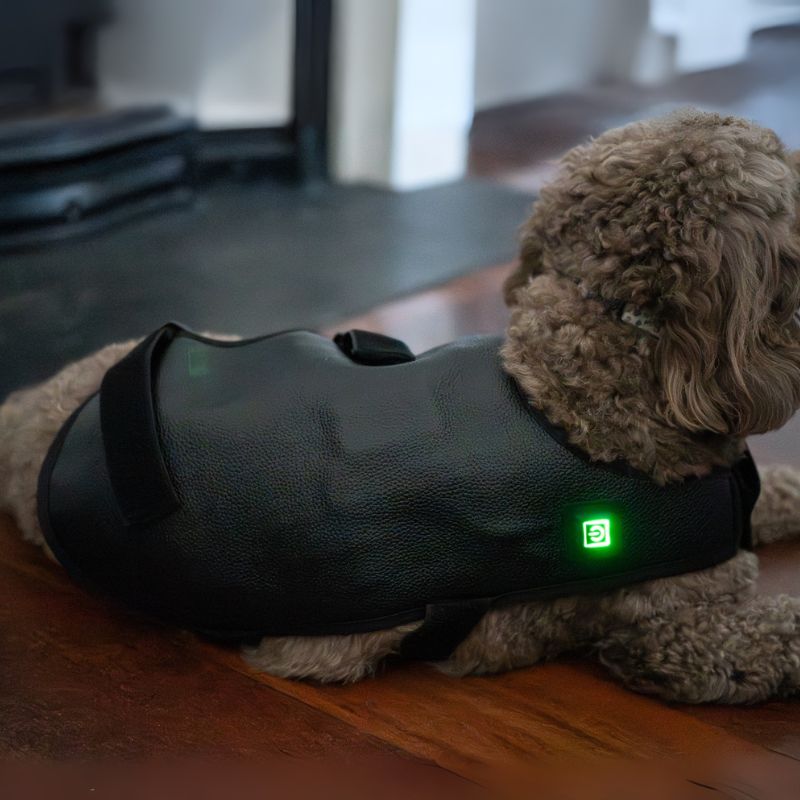 Dog_Wearing_Red_Light_therapy_Coat_Small_8