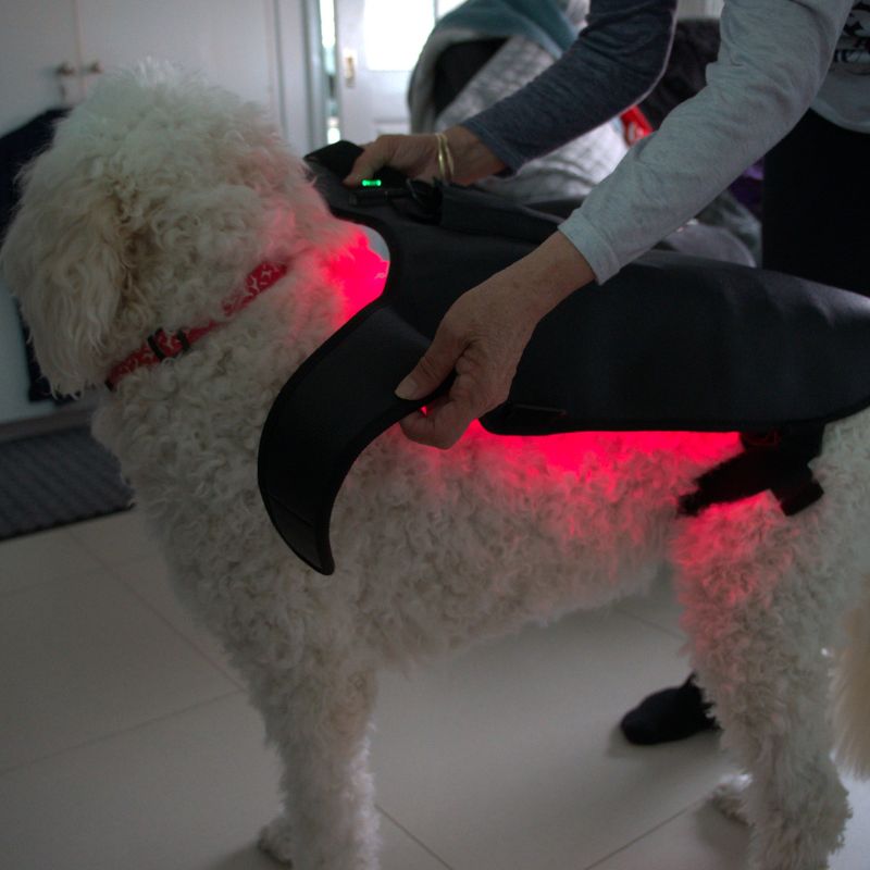Red_Light_Therapy_Coat_Being_Put_on_Dog