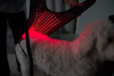 Red Light Therapy for Dogs