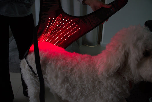 Red Light Therapy for Dogs