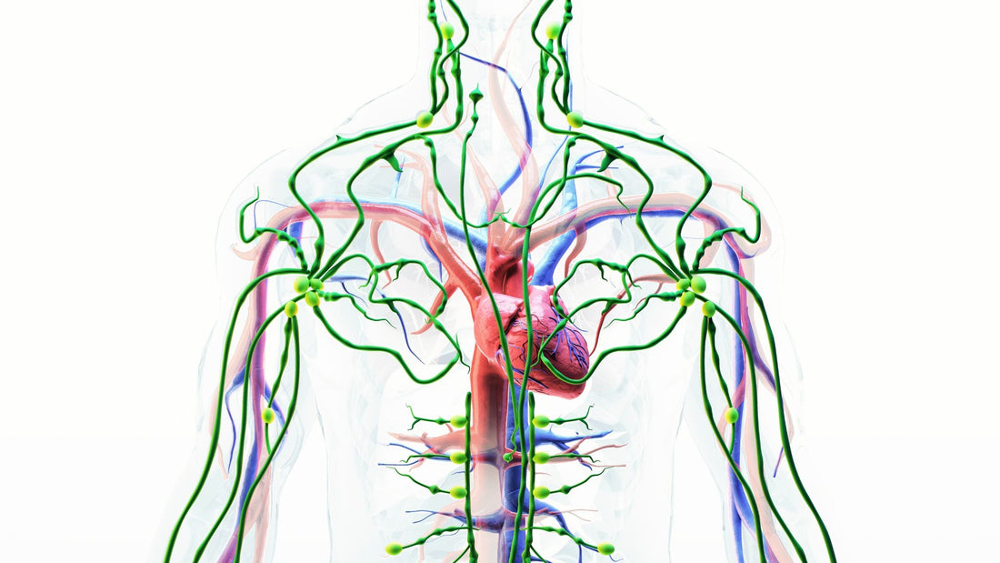 diagram of body with lymph nodes