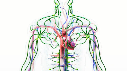 diagram of body with lymph nodes