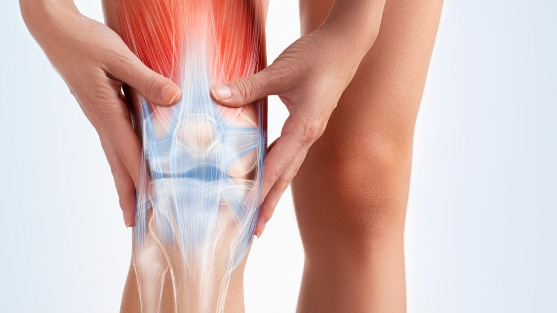 woman holding knee in pain with bone and muscle showing