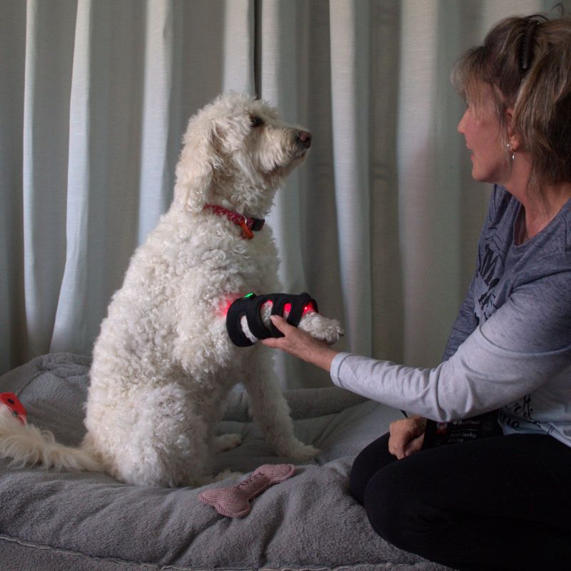 Dog_Wearing_Red_Light_Joint_Wrap