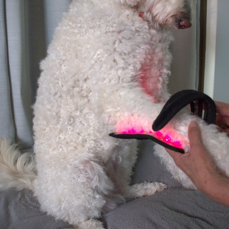 Dog_Wearing_Red_Light_Joint_Wrap_Being_Wrapped_On