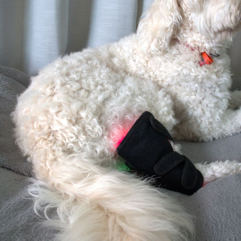 Dog_Wearing_Red_Light_Joint_Wrap_Close_Up