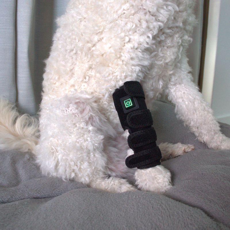 Dog_Wearing_Red_Light_Joint_Wrap_Close_Up_2