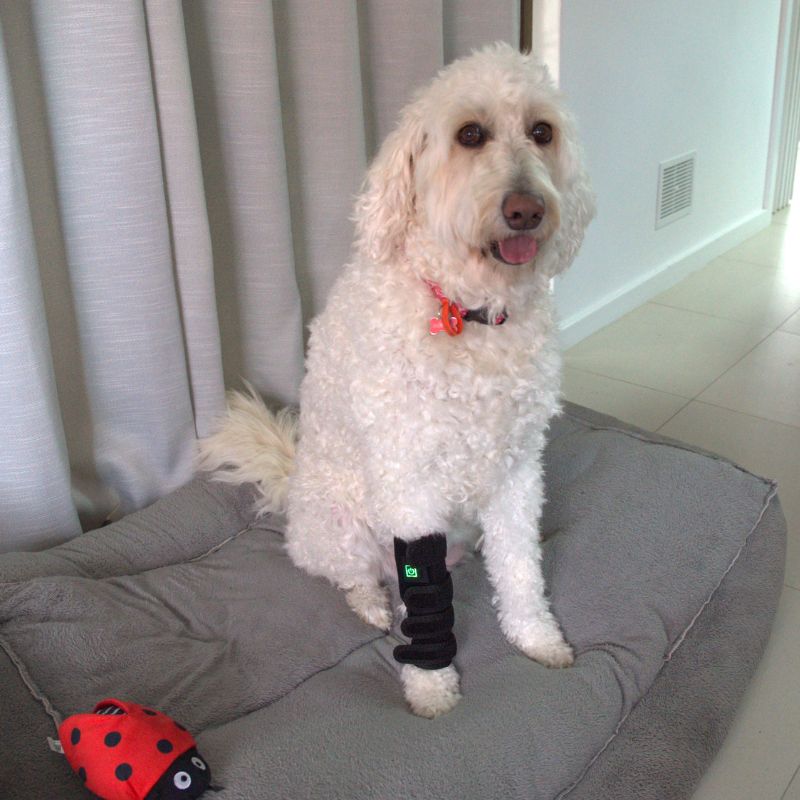 Dog_Wearing_Red_Light_Joint_Wrap_Dog_Smiling