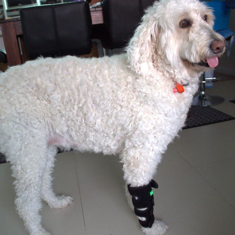 Dog_Wearing_Red_Light_Joint_Wrap_Dog_Smiling_2
