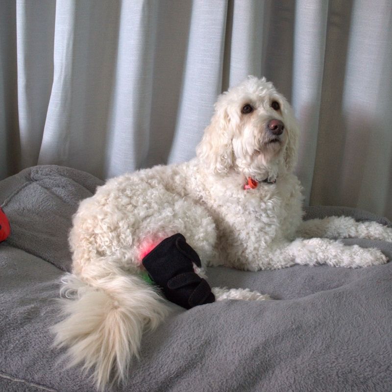 Dog_Wearing_Red_Light_Joint_Wrap_Laying_Down