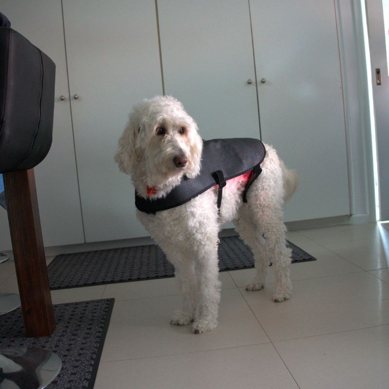 Dog_Wearing_Red_Light_Therapy_Coat