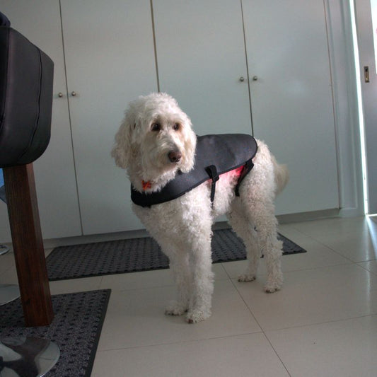 Dog_Wearing_Red_Light_Therapy_Coat