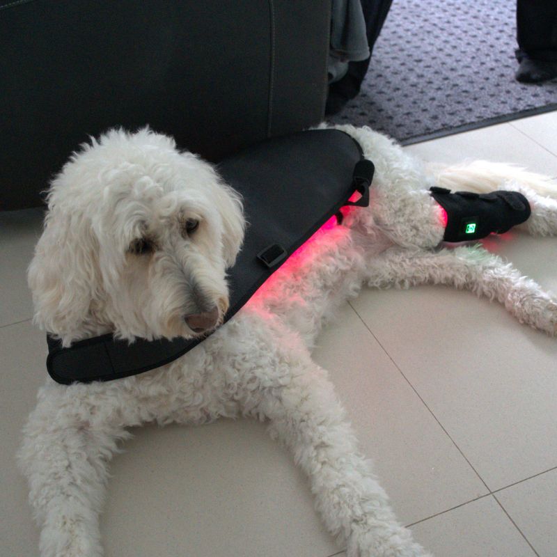 Dog_Wearing_Red_Light_Therapy_Coat_and_Brace2