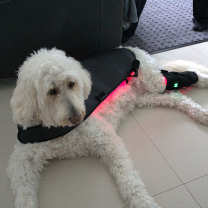 Dog_Wearing_Red_Light_Therapy_Coat_and_Brace2