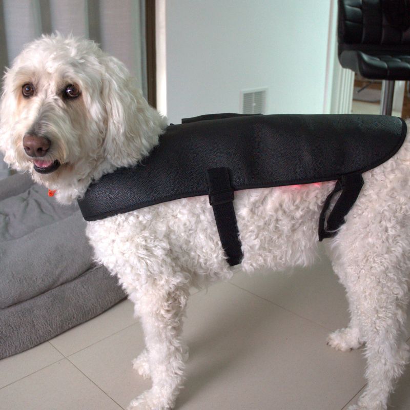 Dog_Wearing_Red_Light_Therapy_Coat_with_Smile