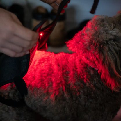 Dog_Wearing_Red_Light_therapy_Coat_Small_8