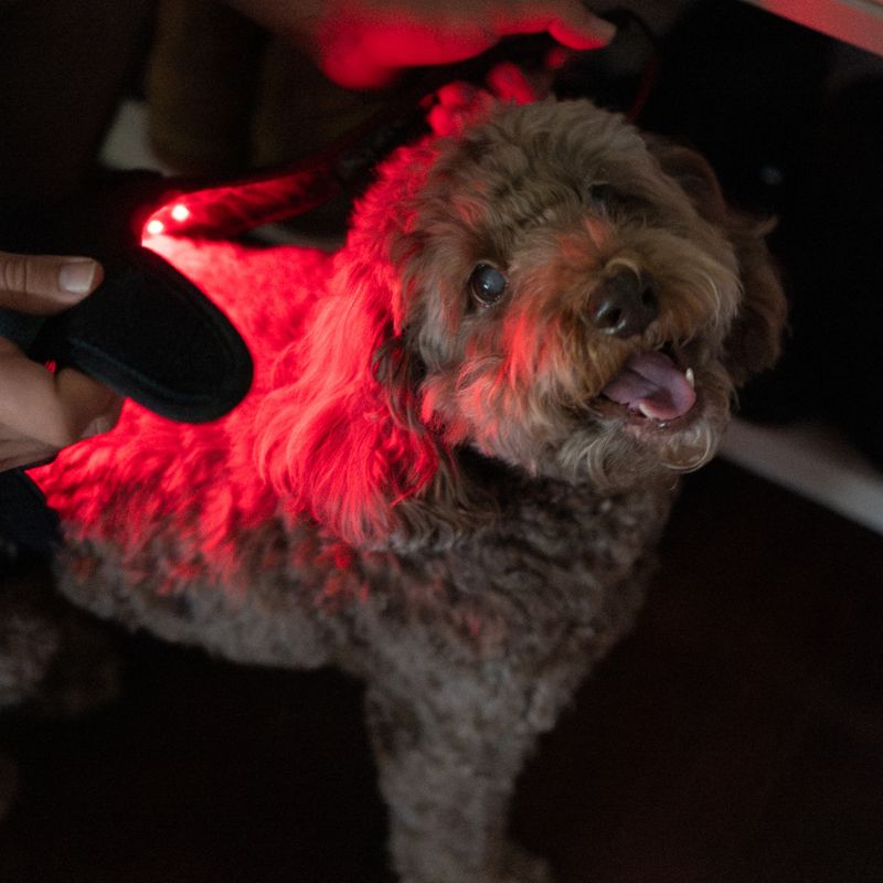 Dog_Wearing_Red_Light_therapy_Coat_Small_8
