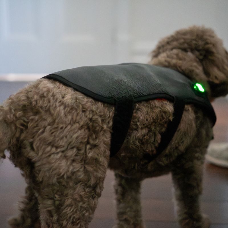 Dog_Wearing_Red_Light_therapy_Coat_Small_8