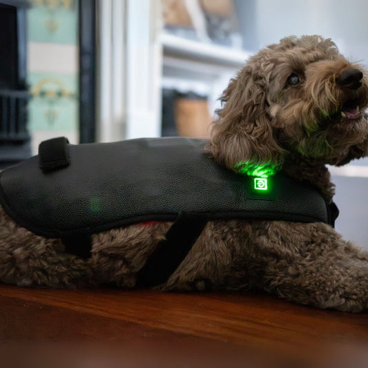 Dog_Wearing_Red_Light_therapy_Coat_Small_8