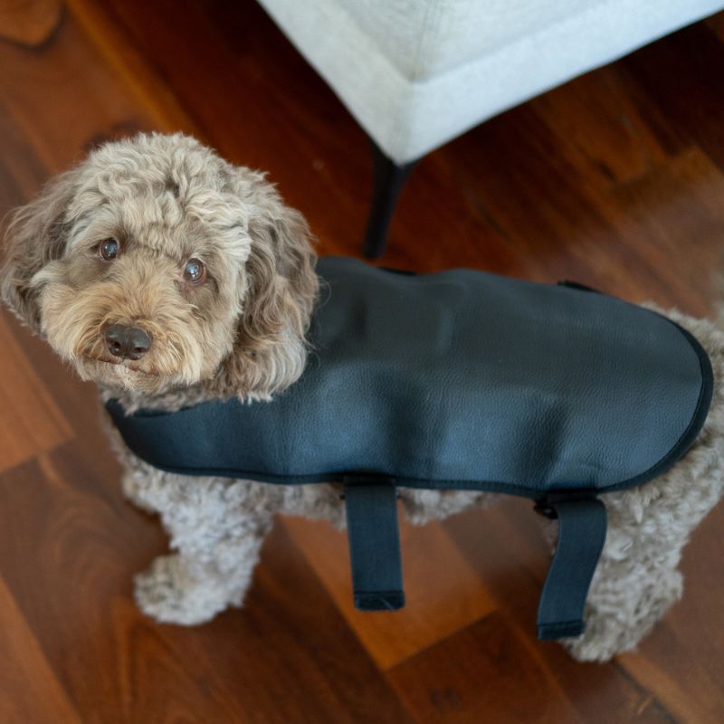 Dog_Wearing_Red_Light_therapy_Coat_Small_8