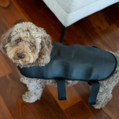 Dog_Wearing_Red_Light_therapy_Coat_Small_8