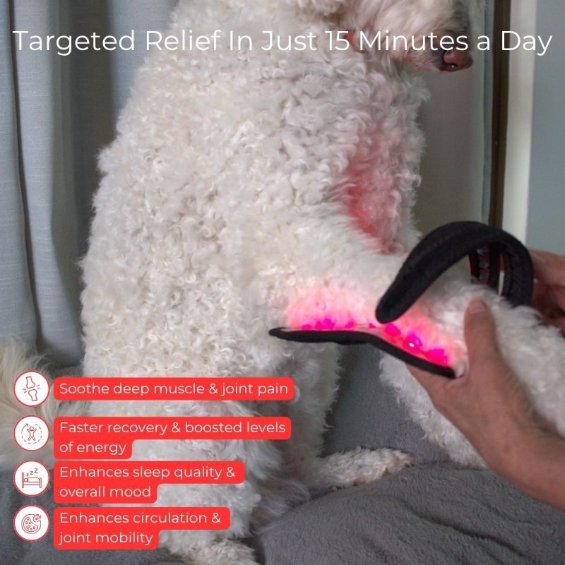 RedLightTherapyforDogsBraceBenefits