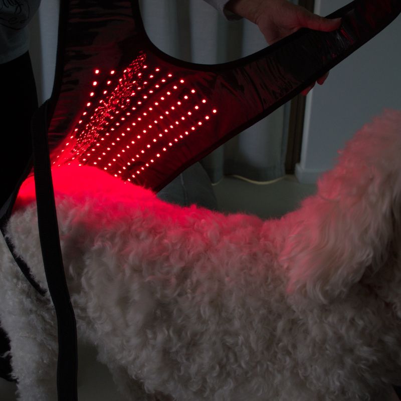 Red_Light_Therapy_Coat_for_Dogs_from_Behind