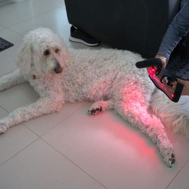 Red_Light_Therapy_for_Dogs_Brace_Being_Put_on_2