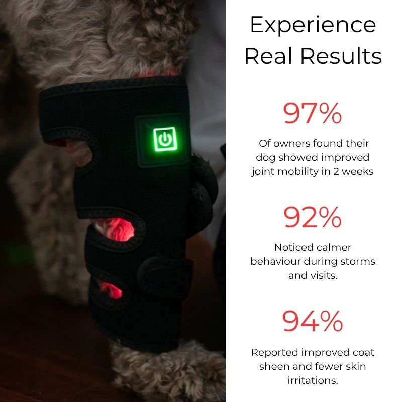 Red_Light_Therapy_for_Dogs_Brace_Results