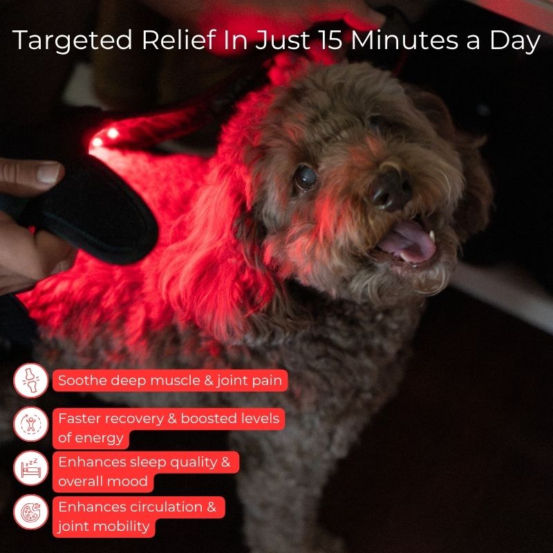 Red_Light_Therapy_for_Dogs_Small_Coat_Benefits