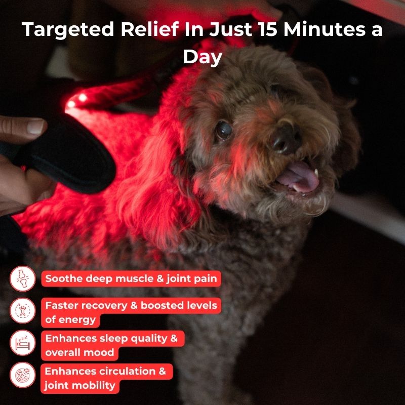 Red_Light_Therapy_for_Dogs_Small_Coat_Benefits_9075774f