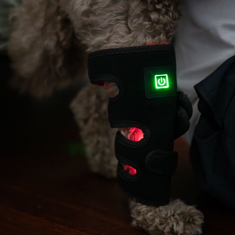 Small_Dog_Wearing_Red_Light_Therapy_Brace