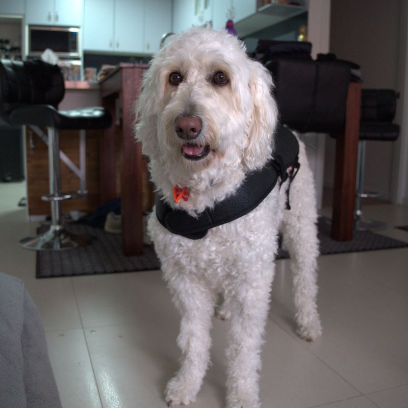 Smiling_Dog_with_Red_Light_Therapy_Coat