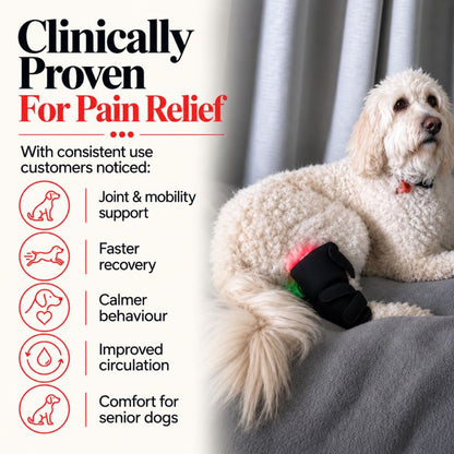benefitsofusingthelegdogbrace