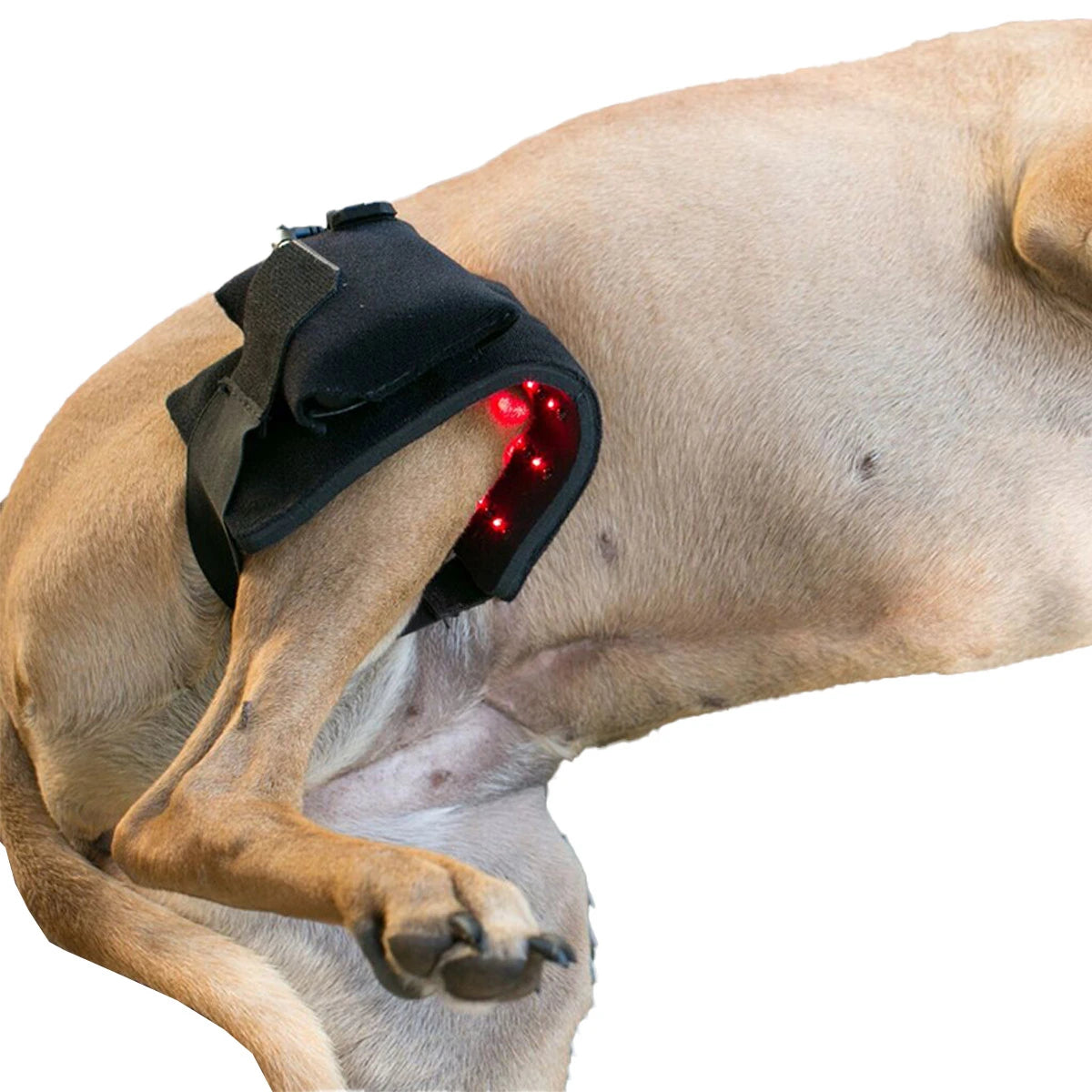 red light therapy kits wrap for dog