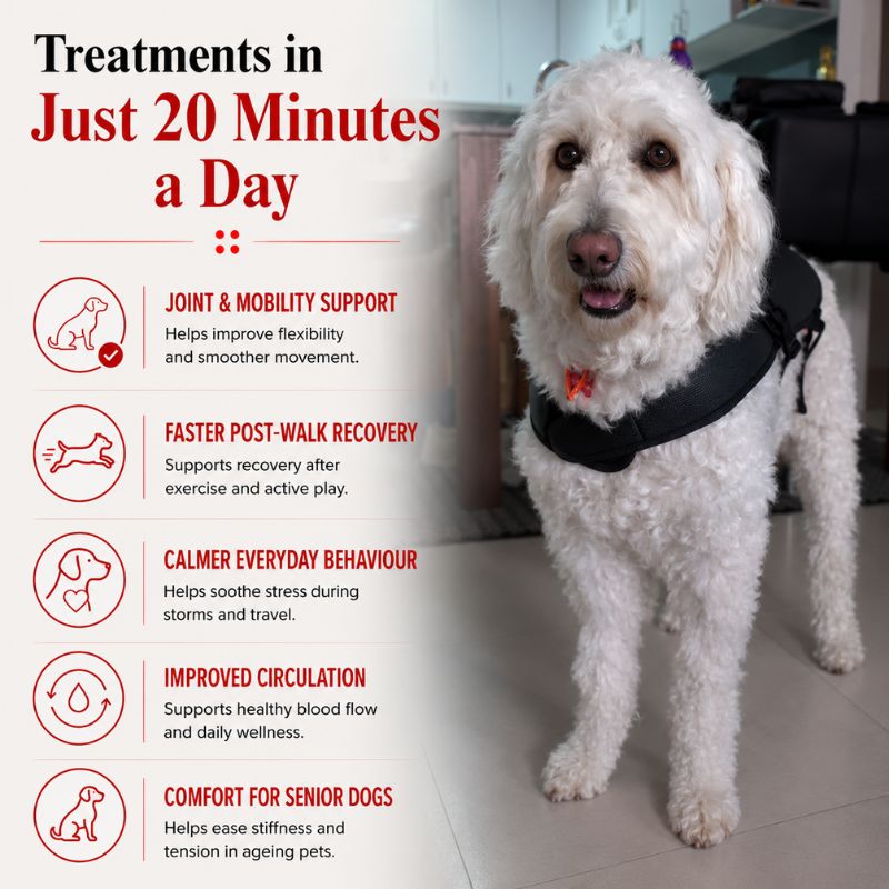 redlighttherapyforlargedogsbenefits